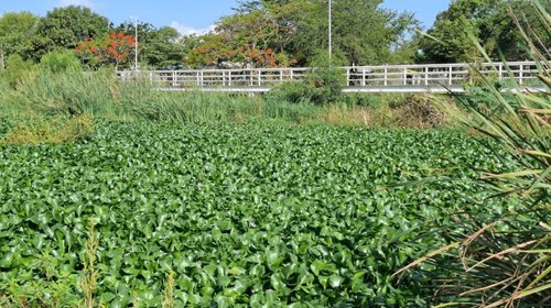 Crece riesgo por presencia de cocodrilos en lagunas de Tamaulipas