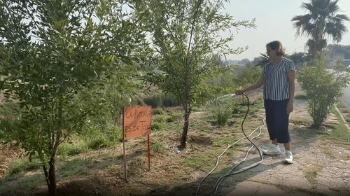 Alertan por efectos de la canícula en plantas y áreas verdes