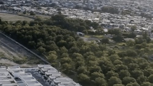 Desmonte de nogalera causa indignación al sur de Saltillo