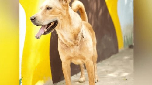 Rescata Bienestar animal de Santa Catarina a 'Franky'