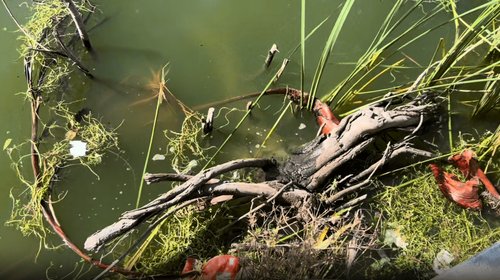 El Laguito de Matamoros acumula basura tras lluvias recientes
