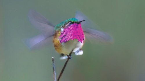 Propone biólogo coahuilense reconocer nueva especie de colibrí