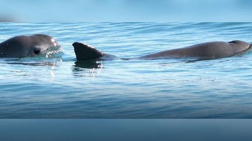 Incrementa Profepa el área protegida de la vaquita marina