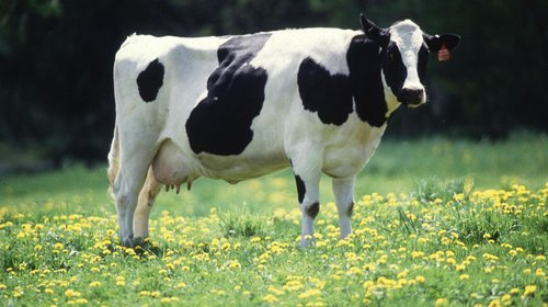 Dairy_cow_77bf3c6e35