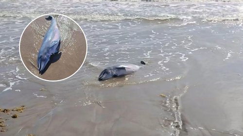 Hallan cría de delfín sin vida en Playa Bagdad de Matamoros