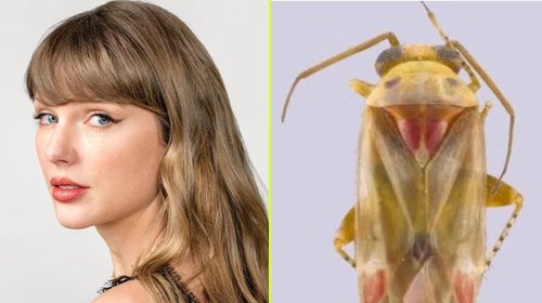 Descubren insectos en Australia y los nombran por Taylor Swift