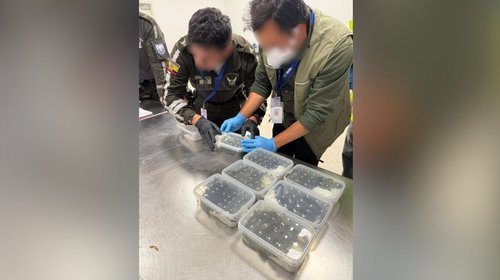 Detienen en Ecuador a turista con 32 iguanas de Galápagos