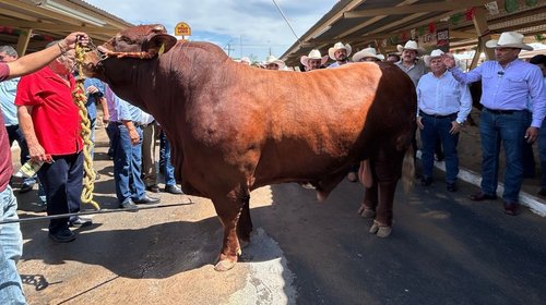 Exentan de constancia de gusano barrenador a productores locales