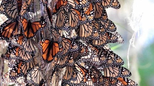 Rastrearán con microchips a más de 200 mariposas monarca