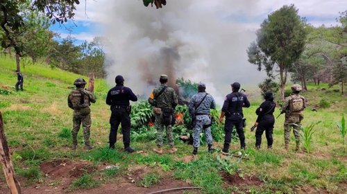 Aseguran 11 sembradíos de droga y equipo táctico en Nayarit