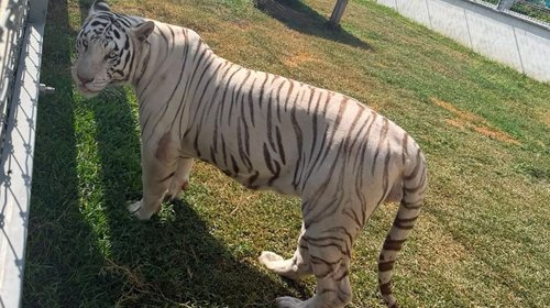 Aseguran 68 mil litros de diésel y zoológico clandestino 
