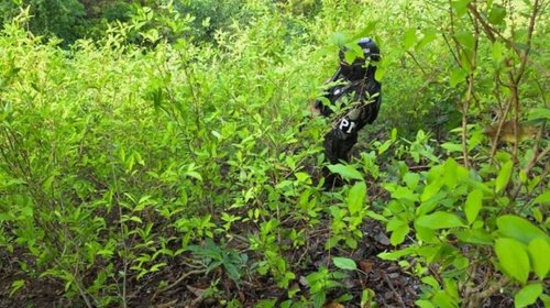 Aseguran plantación de coca de 6 manzanas en Honduras