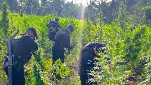 Destruyen 15 mil plantas de marihuana ocultas en Petén