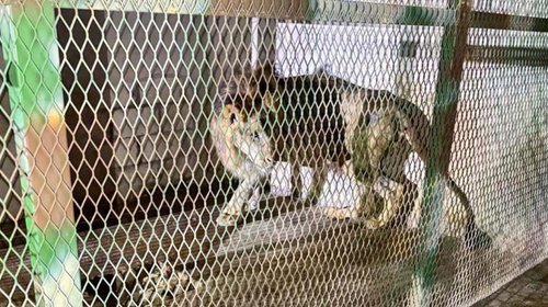 Aseguran felino en cautiverio tras operativo en Jojutla