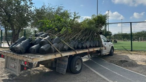 Reforestan el Parque Lago en Monterrey con 120 árboles nativos