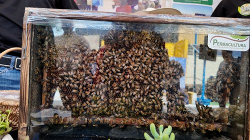 Expo UAAAN 2026 inicia con ciencia, campo, tecnología y tradición