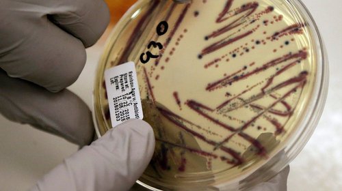 Vinculan brote de bacterias a germinados de alfalfa