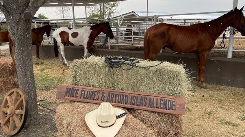 Inauguran el santuario Kawayo para caballos en Linares