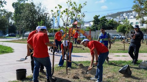 Plantan 39 árboles nativos para mitigar calor en Monterrey