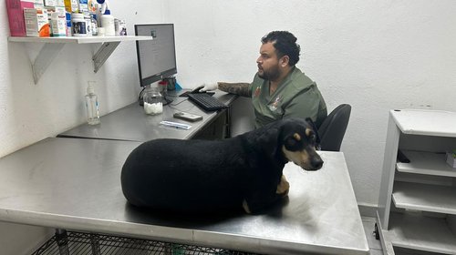 Rescata Escobedo a 'Bruno', perro víctima de maltrato animal