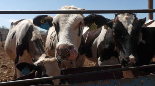 Anuncia Sheinbaum reanudación de exportación de ganado a EUA