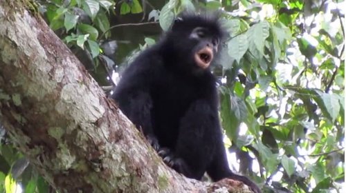 Descubren a 'Likweli' nueva especie de mono en el Congo