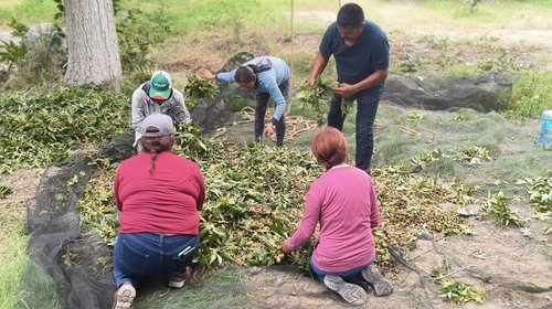 Arranca cosecha de nuez en Parras; apaleadores desafían alturas