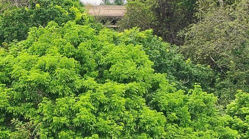 Contienen derrame de hidrocarburo en zona rural de Altamira