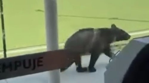 Oso negro sorprende a alumnos en preparatoria de Monterrey