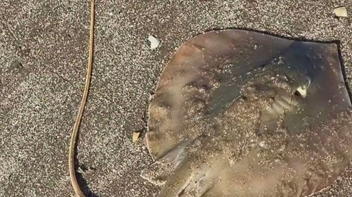 Aumentan picaduras de mantarraya en Playa Bagdad