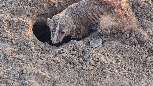 Registran por primera vez un tejón americano en Playa Bagdad