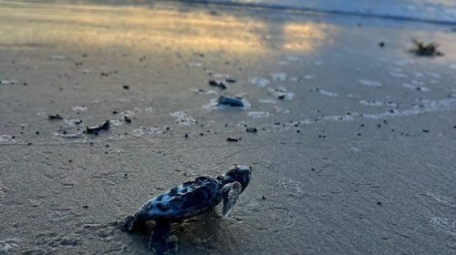 Liberan por primera vez una tortuga caguama en Playa Bagdad