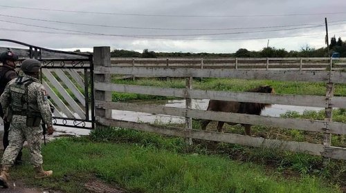  Capturan y trasladan a león avistado en ejido La Bartolina