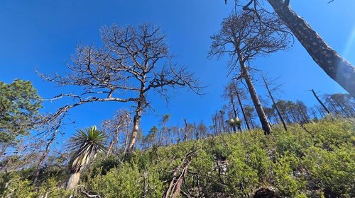 Fauna silvestre regresa a las sierras de Saltillo y Arteaga