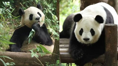 Viajan dos nuevos pandas procedentes de China a Estados Unidos
