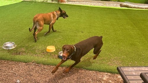 Un perro cambió su vida; hoy tiene hotel para mascotas