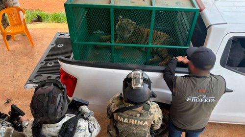 Rescata Profepa a dos tigres de bengala en Michoacán