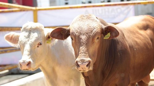 Exportación de ganado podría tardar hasta cuatro meses