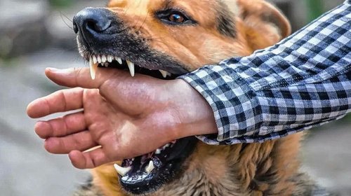 San Pedro impondrá multas de hasta 58 mil por ataques de perros