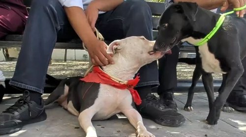 Actualizarán reglamento de bienestar animal con una nueva norma