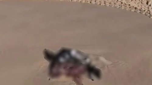 Localizan animales sin vida y con lesiones en Playa Bagdad