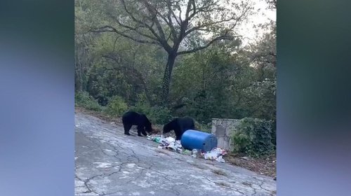 Exigen vecinos desplegar más guardabosques en San Pedro