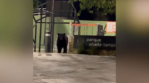 Reportan presencia de osos en zonas urbanas de San Pedro
