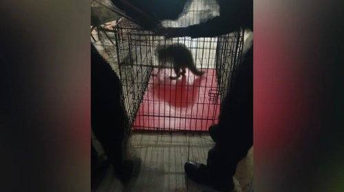 Aseguran a mapache dentro de un gimnasio en Saltillo