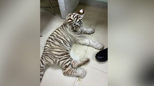 Trasladan a Pachuca a pequeña tigresa asegurada en la CDMX