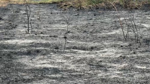 Incendio_forestal_Bustamante_Coahuila_0d2c98a374