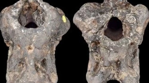 Descubren nuevo dinosaurio con fósil guardado un siglo