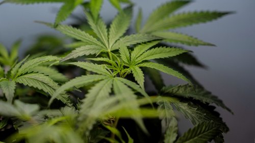 DEA aprueba registros para dispensadores de marihuana medicinal