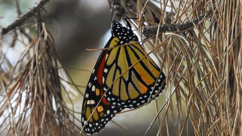 Registran paso de miles de mariposas monarca por Coahuila