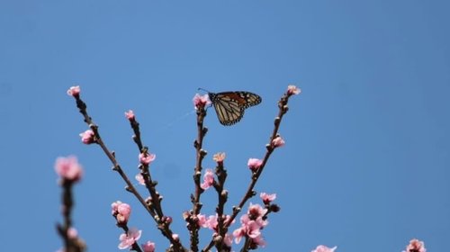Ambientalistas registran paso de la mariposa monarca por Coahuila